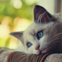 Người dùng Vũ Hải Đăng
